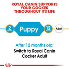 Royal Canin Cocker Puppy feeding guide timeline from 2 to 12 months available on zigly