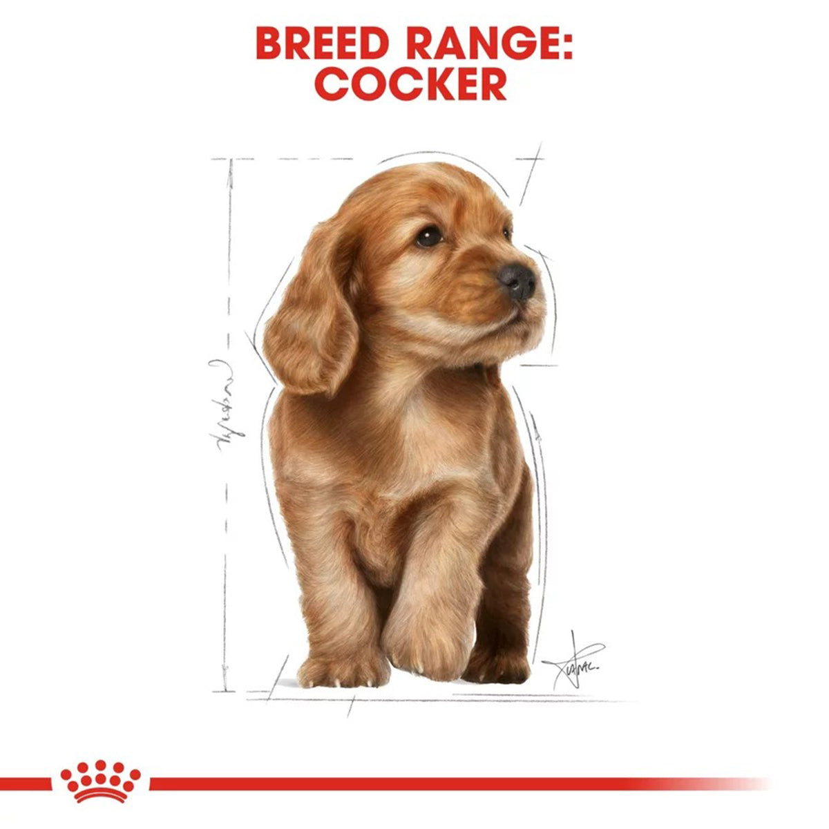 Royal Canin Cocker Puppy Dry Dog Food - 3kg