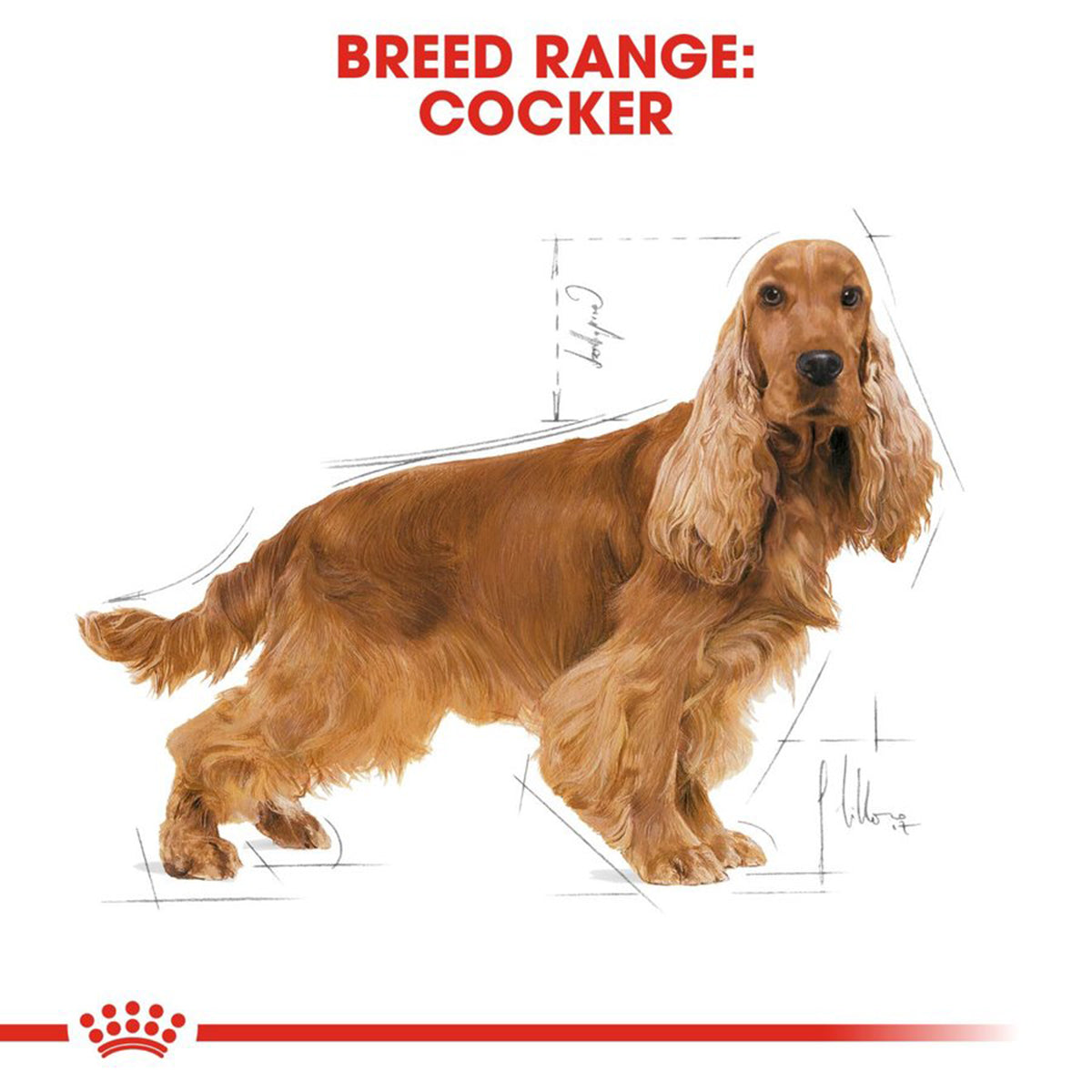 Royal Canin Cocker Adult Dry Dog Food - 3kg