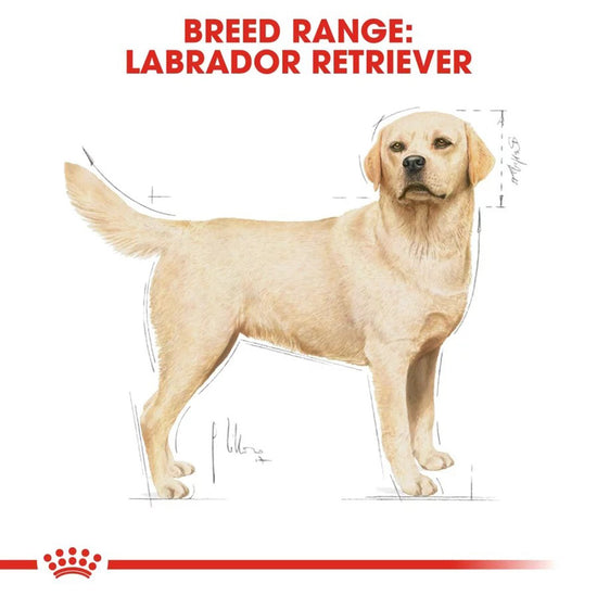 royal-canin-labrador-retriever-adult-dry-dog-food