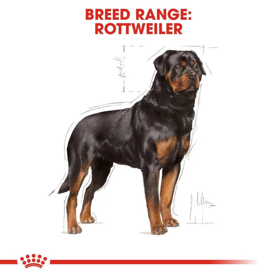 royal-canin-rottweiler-adult-dry-dog-food