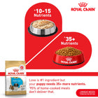 Royal Canin Shih Tzu Puppy Dry Dog Food