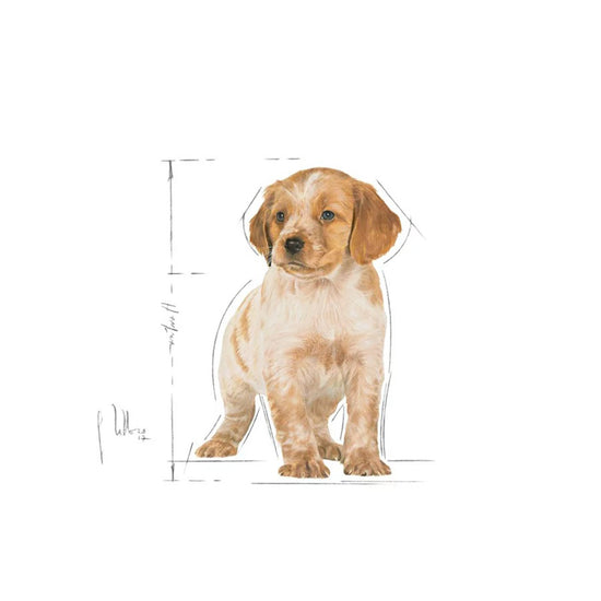 royal-canin-medium-puppy-dry-dog-food