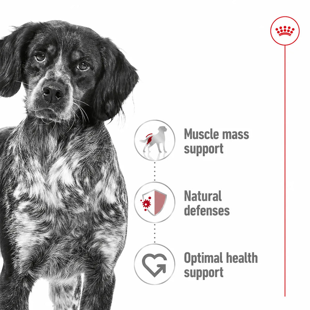 Royal Canin Medium Adult Dry Dog Food benefits for muscle mass, defenses and health at zigly