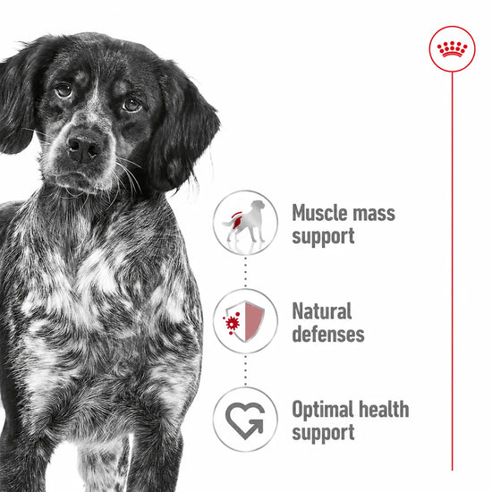 Royal Canin Medium Adult Dry Dog Food benefits for muscle mass, defenses and health at zigly