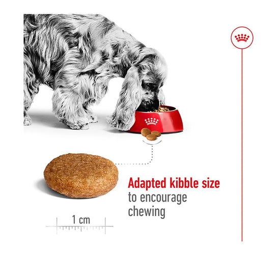 Royal Canin medium adult dry dog food kibble size for chewing, available on zigly