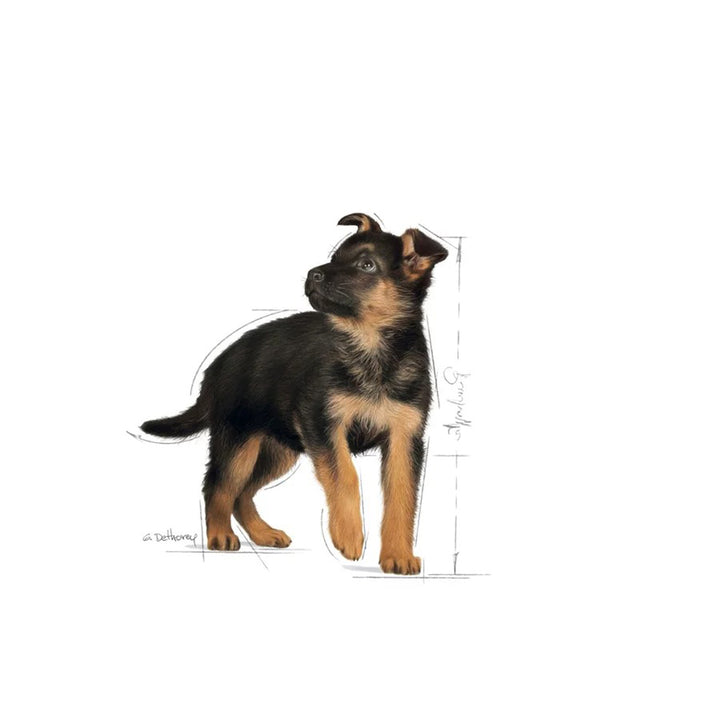 Royal Canin Maxi Puppy Dry Dog Food