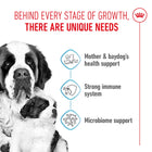 Royal Canin Giant Starter dog food benefits for mother and puppy, available at zigly.