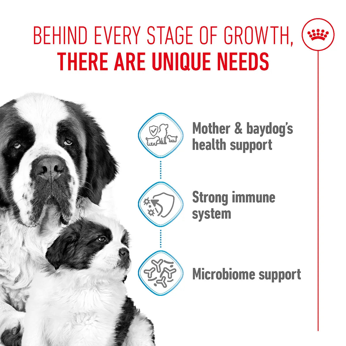 Royal Canin Giant Starter dog food benefits for mother and puppy, available at zigly.