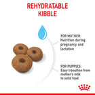Royal Canin Giant Starter rehydratable kibble for mother and puppies from zigly