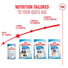 Royal Canin Giant puppy nutrition guide across growth stages from Zigly