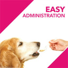 Drools Absolute Skin & Coat Syrup Supplement For Dogs - 300 ml - Zigly
