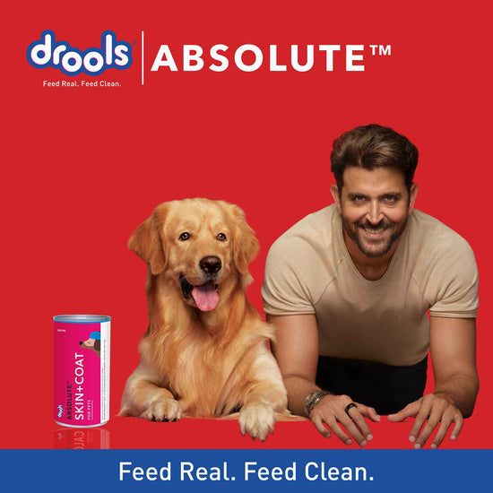 drools-absolute-skin-coat-syrup-supplement-for-dogs-300-ml