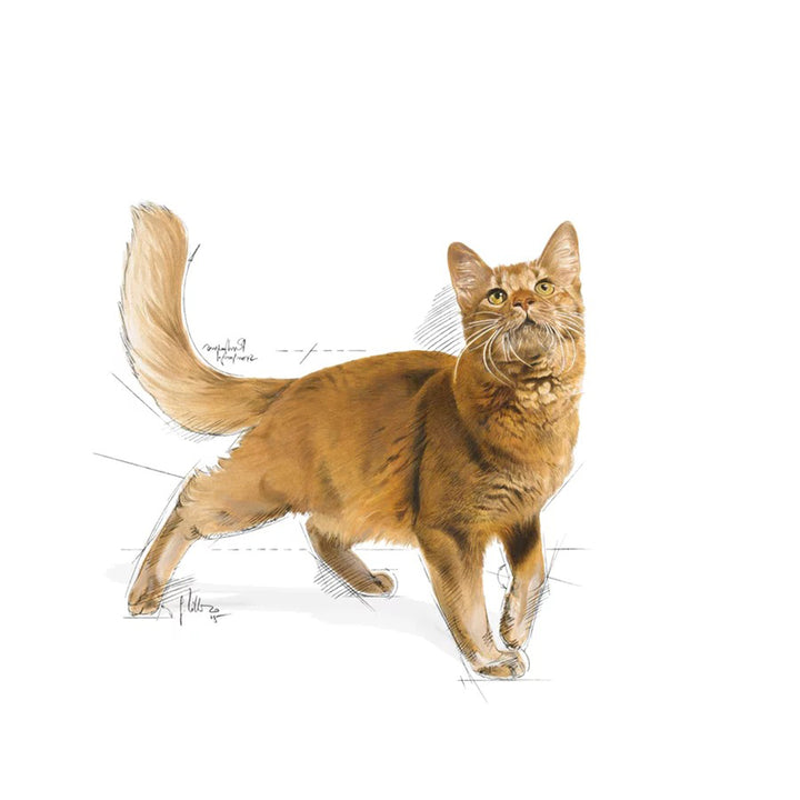 Royal Canin Fit 32 Dry Cat Food - All Breed Adult
