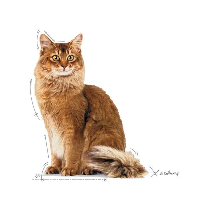 Royal Canin Light Weight Care Wet Cat Food - 85g