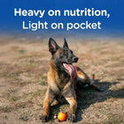 Happy dog with toy, heavy on nutrition light on pocket at Zigly