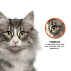 ProDiet Gourmet Seafood Dry Cat Food - 1.5kg - Zigly