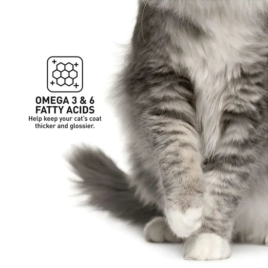ProDiet Ocean Fish Wet Cat Food - 85g - Zigly