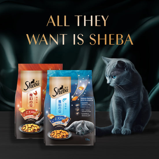 Sheba Irresistible Chicken Kitten and Adult Dry Cat Food