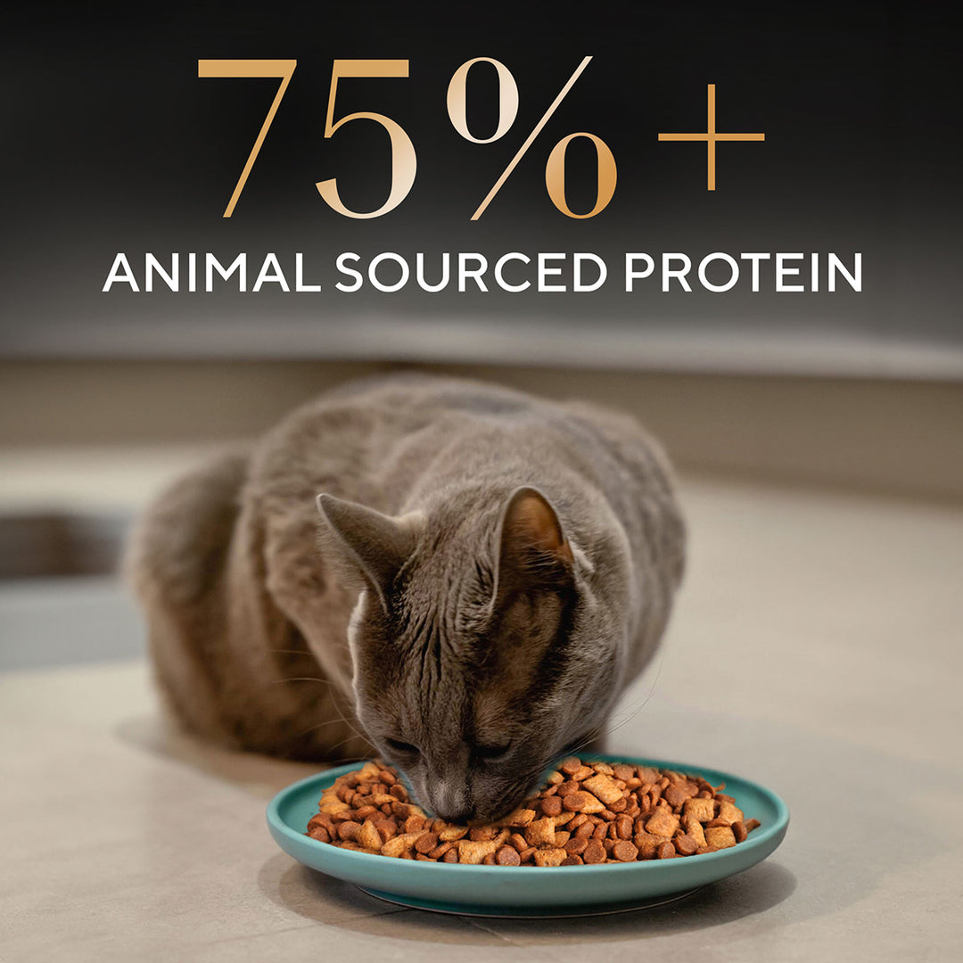 Sheba Irresistible Chicken Kitten and Adult Dry Cat Food