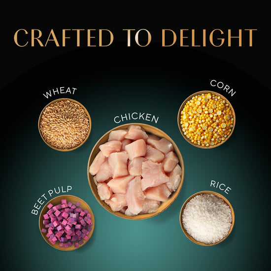 Sheba Irresistible Chicken Kitten and Adult Dry Cat Food