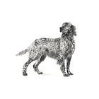 Royal Canin Veterinary Diet Diabetic Dry Dog Food - 1.5kg - Zigly