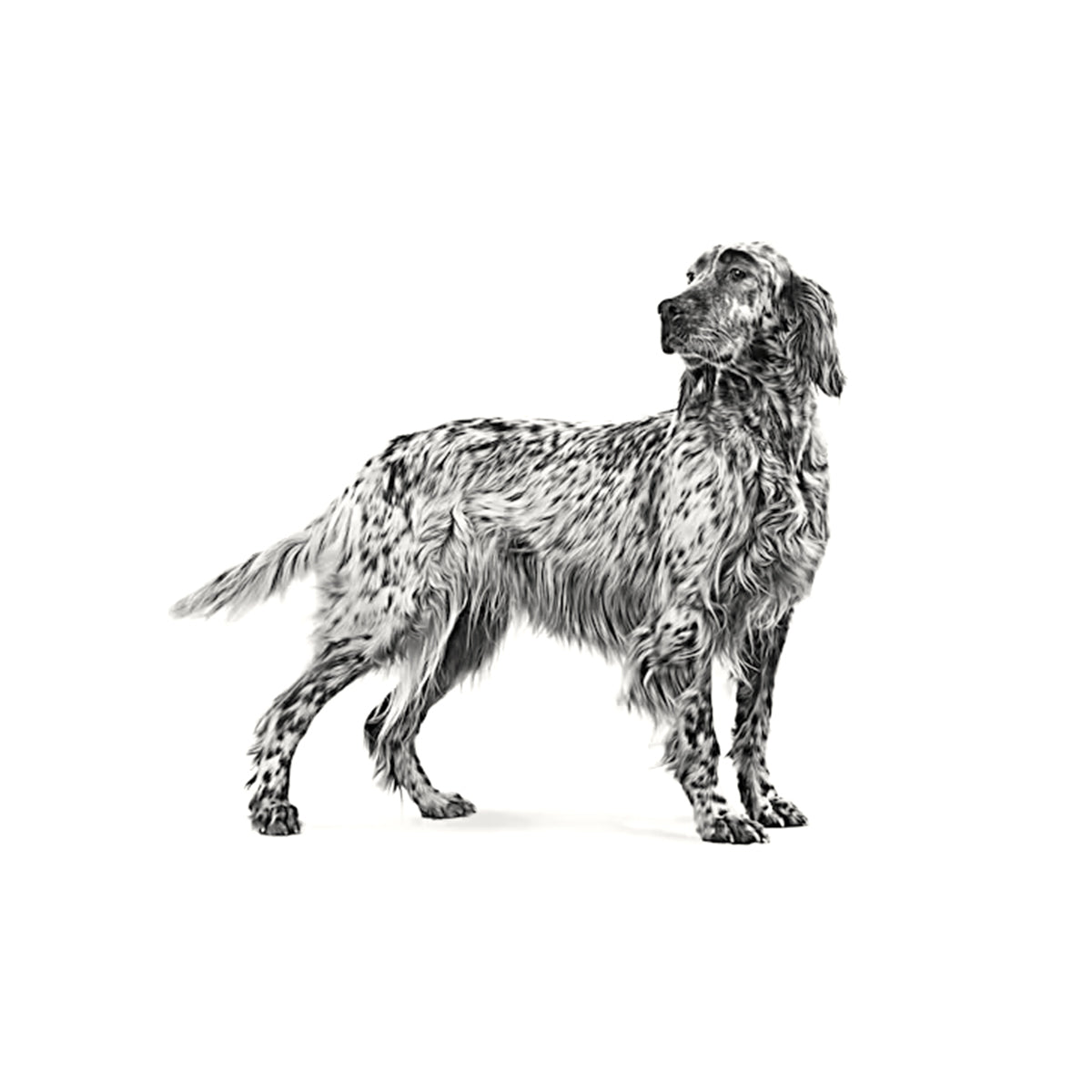 Royal Canin Veterinary Diet Diabetic Dry Dog Food - 1.5kg