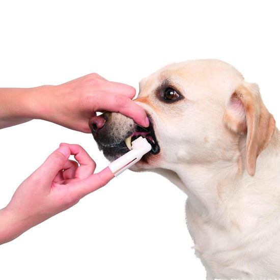 trixie-toothbrush-set-for-dog-cat-6cm-2pcs