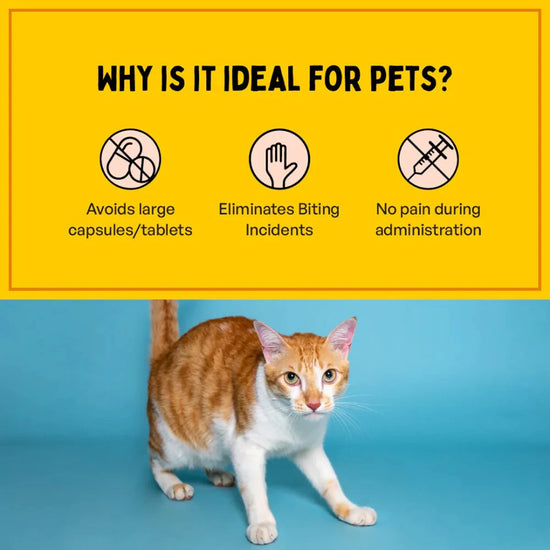 furlicks-hip-joint-supplement-for-dogs-cats-peanut-butter-flavour