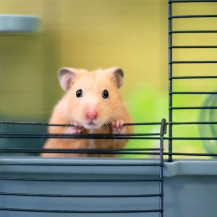 Savic Martha Hamster & Guniea Pigs Cage, 19 x 12 x 8 inch
