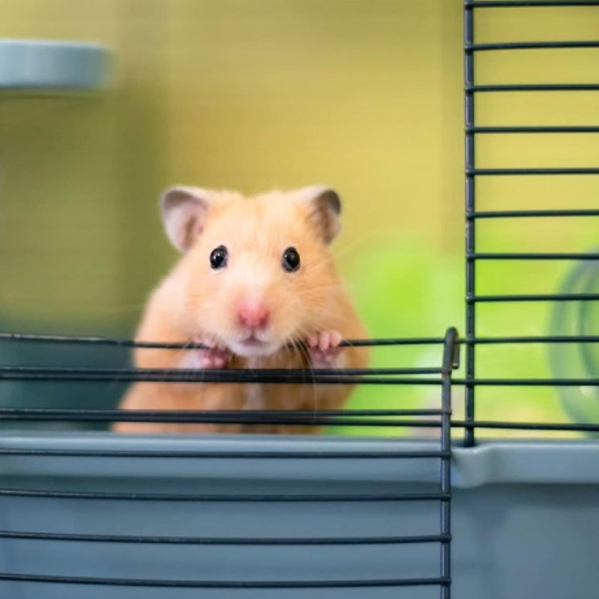 Savic Martha Hamster & Guniea Pigs Cage, 19 x 12 x 8 inch