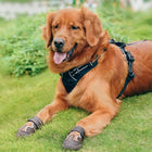 Truelove Water Resistance Dog Shoes With Tpr Sole - Pinecone/Glazed Ginger
