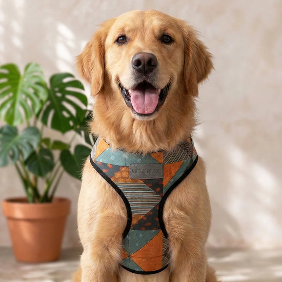 Mutt Of Course Chest Harness for Dogs - Tricky Turkey