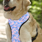 Mutt Of Course Chest Harness for Dogs - Geometrical Light