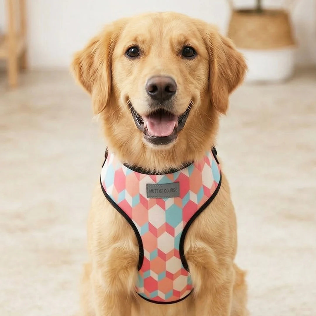 Mutt Of Course Chest Harness for Dogs - Candy Barr