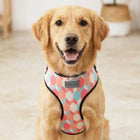 Mutt Of Course Chest Harness for Dogs - Candy Barr
