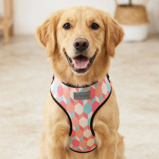 Mutt Of Course Chest Harness for Dogs - Candy Barr