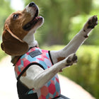 Mutt Of Course Chest Harness for Dogs - Candy Barr