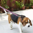 Mutt Of Course Cola & French Fries Leash