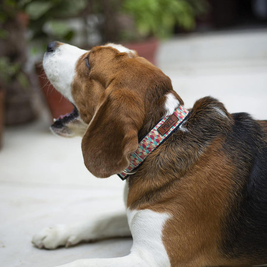 Mutt Of Course Candy Barr Collar Denim