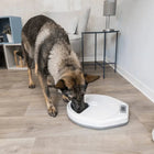 German shepherd dog eating from a white automatic pet feeder on wooden floor in living room with zigly