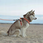 Truelove Reflective No-Pull Padded Dog Harness with Handle (Gray)