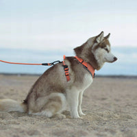 True Love Harnesses for Dogs - Reflective No-Pull Harness - Gray