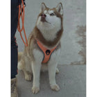 Truelove Reflective No-Pull Padded Dog Harness with Handle (Gray)