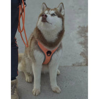 True Love Harnesses for Dogs - Reflective No-Pull Harness - Gray