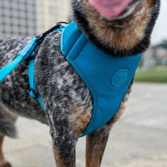 ZeeDog Soft-Walk Harnesses for Dogs - Ultimate Blue