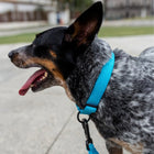 Zee Dog Collars for Dogs - Ultimate Blue