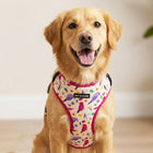 Mutt Of Course Harnesses for Dogs - Chirpy Chirps