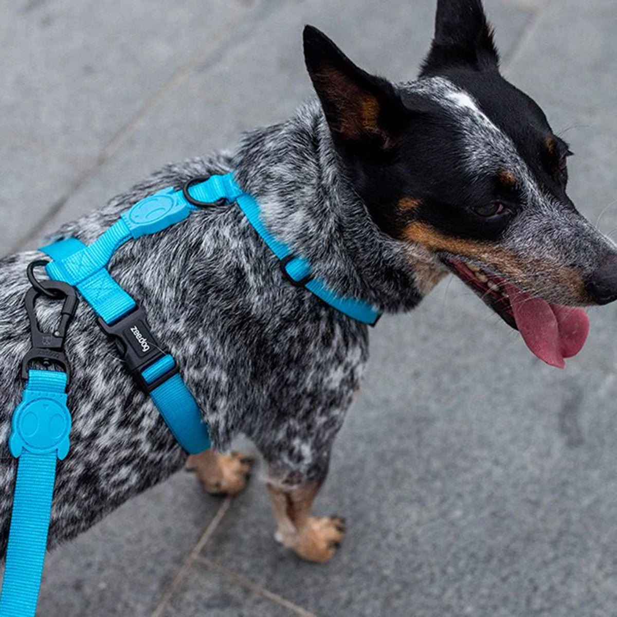 ZeeDog Leashes for Dogs - Ultimate Blue Small