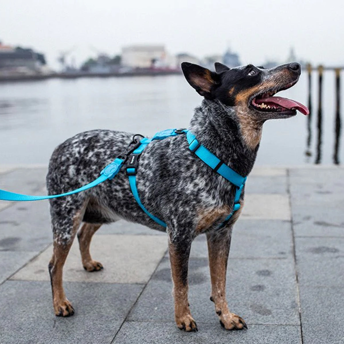 ZeeDog Leashes for Dogs - Ultimate Blue Small